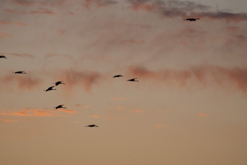 JasperPulaski110109-0010.jpg - Sandhill Cranes twilight flight to Jasper-Pulaski Fish and Wildlife Area