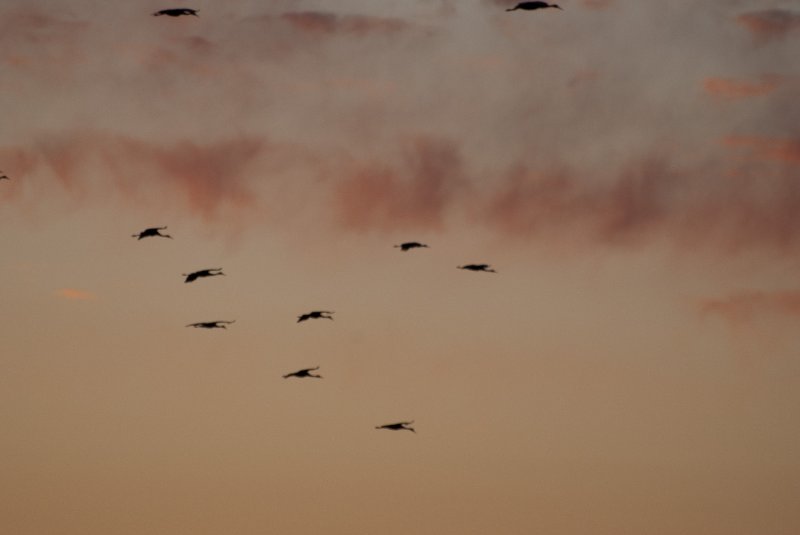 JasperPulaski110109-0011.jpg - Sandhill Cranes twilight flight to Jasper-Pulaski Fish and Wildlife Area