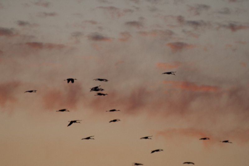 JasperPulaski110109-0012.jpg - Sandhill Cranes twilight flight to Jasper-Pulaski Fish and Wildlife Area