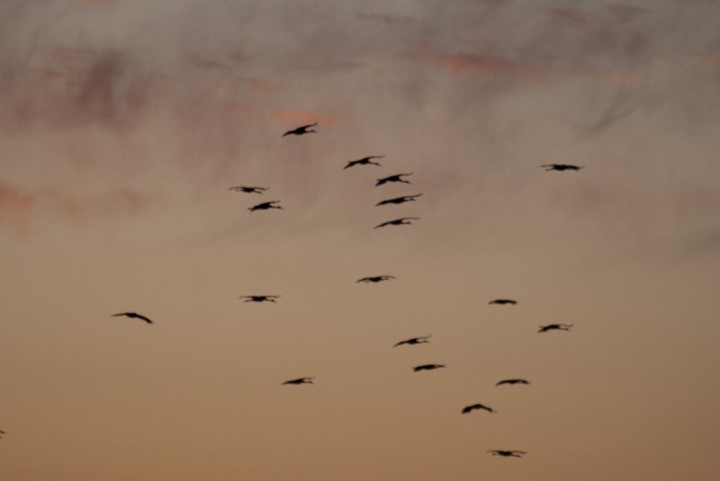 JasperPulaski110109-0013.jpg - Sandhill Cranes twilight flight to Jasper-Pulaski Fish and Wildlife Area