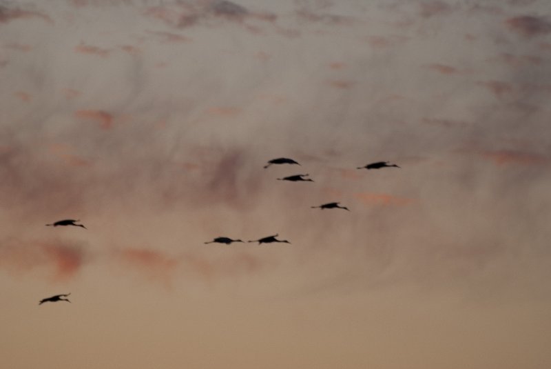 JasperPulaski110109-0014.jpg - Sandhill Cranes twilight flight to Jasper-Pulaski Fish and Wildlife Area