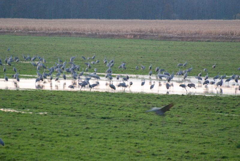 JasperPulaski110109-0015.jpg - Sandhill Cranes twilight flight to Jasper-Pulaski Fish and Wildlife Area