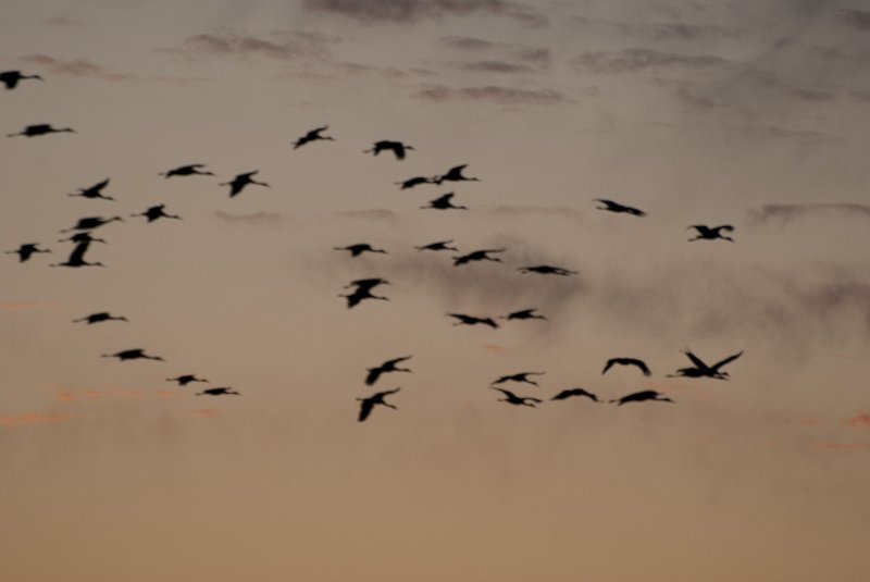 JasperPulaski110109-0016.jpg - Sandhill Cranes twilight flight to Jasper-Pulaski Fish and Wildlife Area