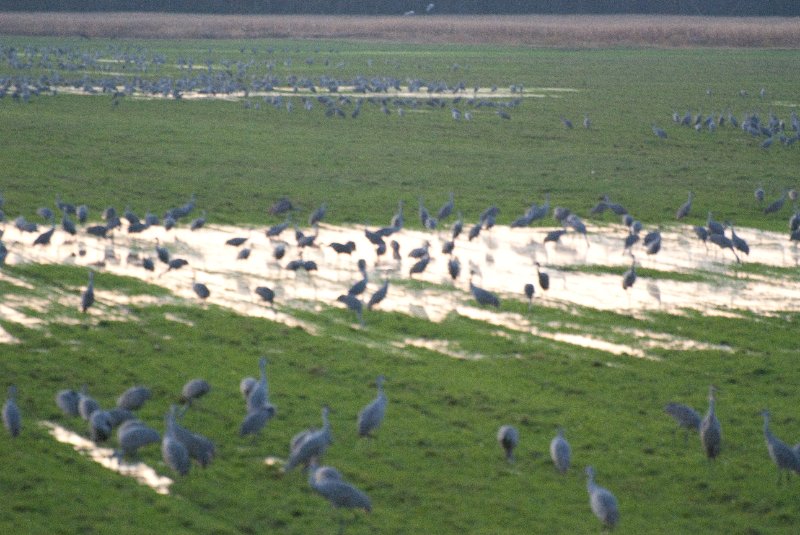 JasperPulaski110109-0017.jpg - Sandhill Cranes twilight flight to Jasper-Pulaski Fish and Wildlife Area