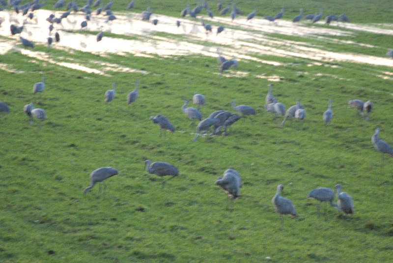 JasperPulaski110109-0018.jpg - Sandhill Cranes twilight flight to Jasper-Pulaski Fish and Wildlife Area