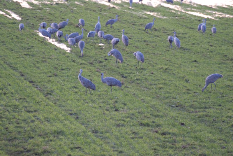 JasperPulaski110109-0019.jpg - Sandhill Cranes twilight flight to Jasper-Pulaski Fish and Wildlife Area