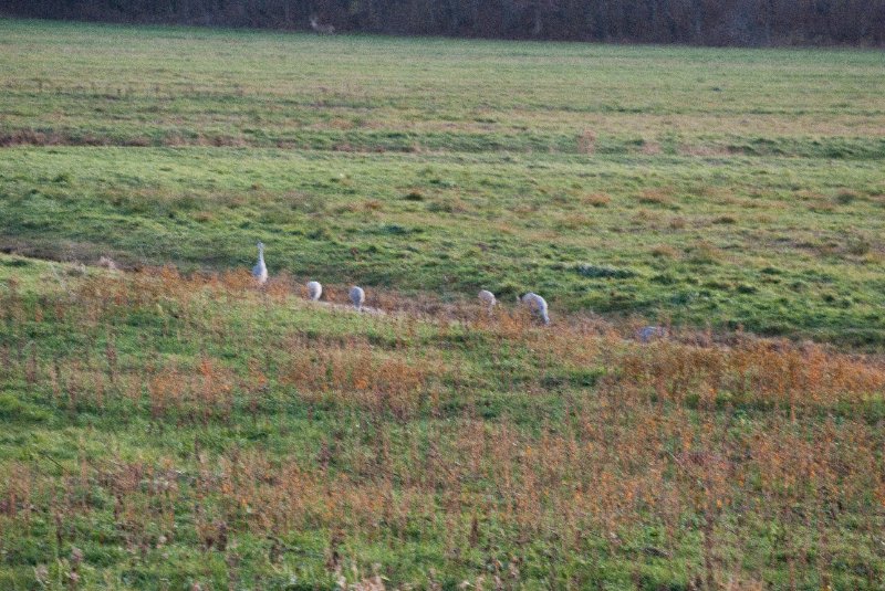 JasperPulaski110109-0026.jpg - Sandhill Cranes twilight flight to Jasper-Pulaski Fish and Wildlife Area