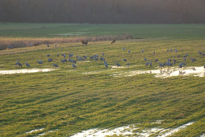 JasperPulaski110109-9824.jpg - Sandhill Cranes twilight flight to Jasper-Pulaski Fish and Wildlife Area