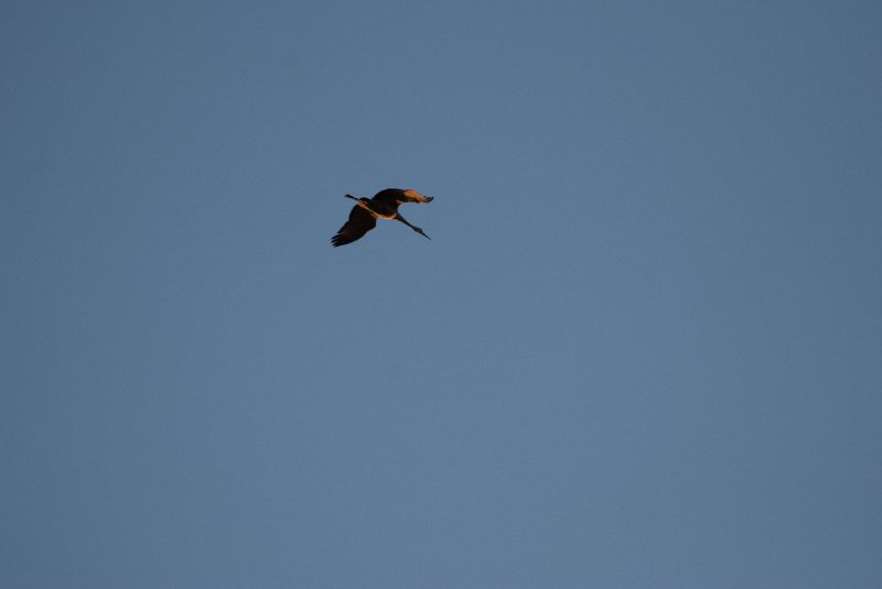 JasperPulaski110109-9826.jpg - Sandhill Cranes twilight flight to Jasper-Pulaski Fish and Wildlife Area