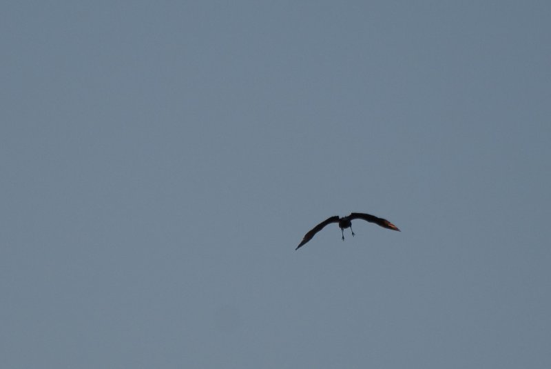 JasperPulaski110109-9828.jpg - Sandhill Cranes twilight flight to Jasper-Pulaski Fish and Wildlife Area