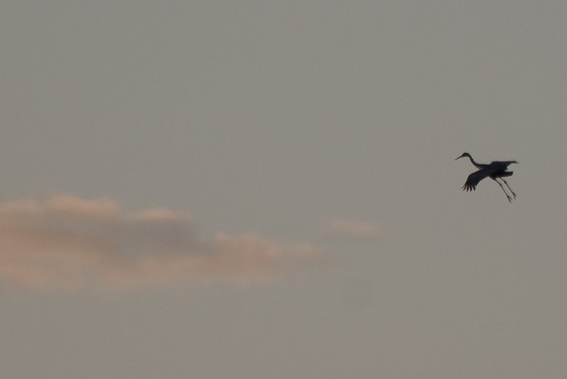 JasperPulaski110109-9829.jpg - Sandhill Cranes twilight flight to Jasper-Pulaski Fish and Wildlife Area