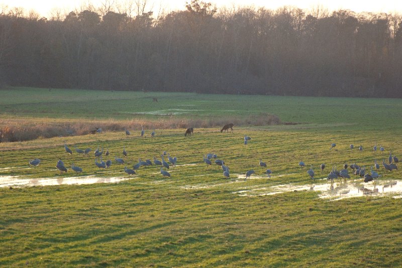 JasperPulaski110109-9830.jpg - Sandhill Cranes twilight flight to Jasper-Pulaski Fish and Wildlife Area