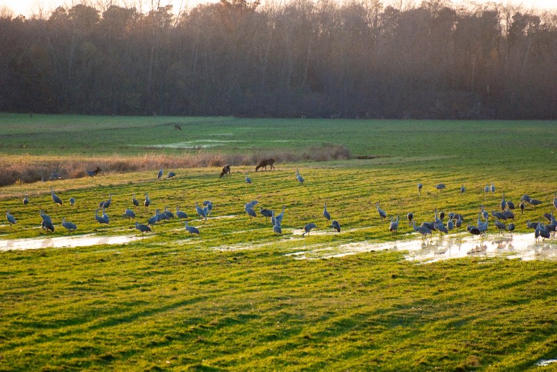 JasperPulaski110109-9831.jpg - Sandhill Cranes twilight flight to Jasper-Pulaski Fish and Wildlife Area