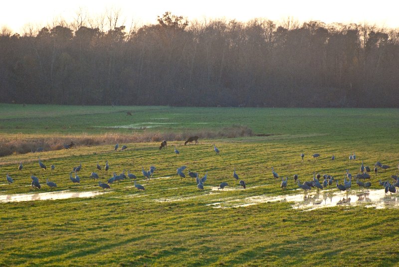 JasperPulaski110109-9832.jpg - Sandhill Cranes twilight flight to Jasper-Pulaski Fish and Wildlife Area