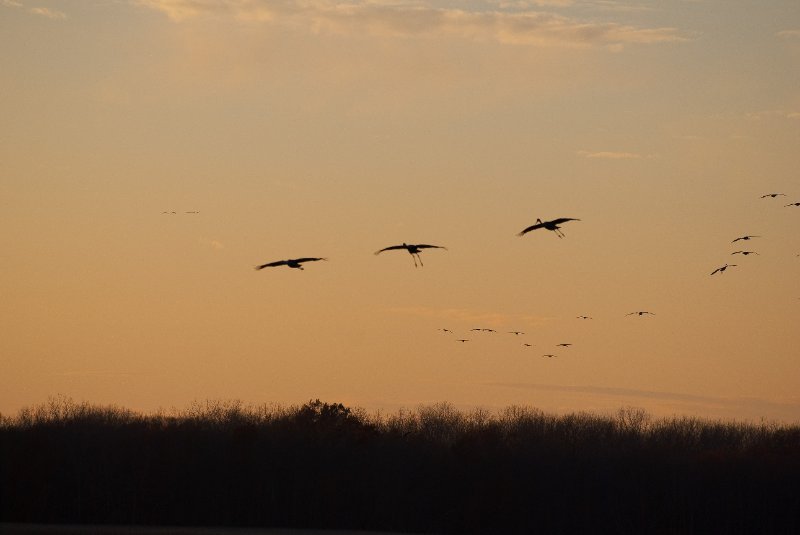 JasperPulaski110109-9833.jpg - Sandhill Cranes twilight flight to Jasper-Pulaski Fish and Wildlife Area