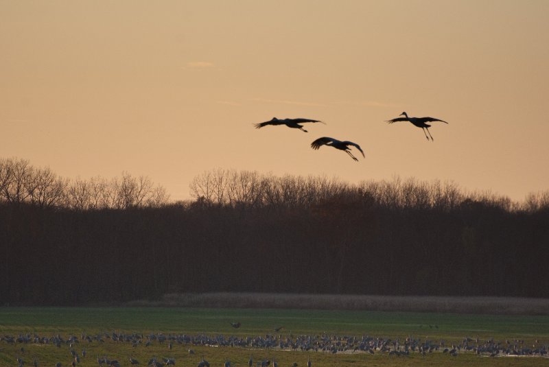 JasperPulaski110109-9834.jpg - Sandhill Cranes twilight flight to Jasper-Pulaski Fish and Wildlife Area