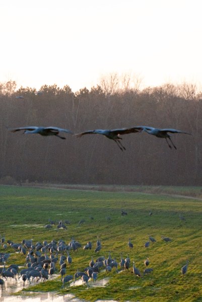 JasperPulaski110109-9835-2.jpg - Sandhill Cranes twilight flight to Jasper-Pulaski Fish and Wildlife Area