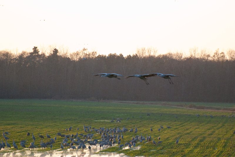 JasperPulaski110109-9835.jpg - Sandhill Cranes twilight flight to Jasper-Pulaski Fish and Wildlife Area