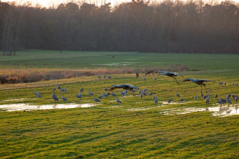 JasperPulaski110109-9836.jpg - Sandhill Cranes twilight flight to Jasper-Pulaski Fish and Wildlife Area