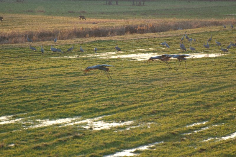 JasperPulaski110109-9837.jpg - Sandhill Cranes twilight flight to Jasper-Pulaski Fish and Wildlife Area