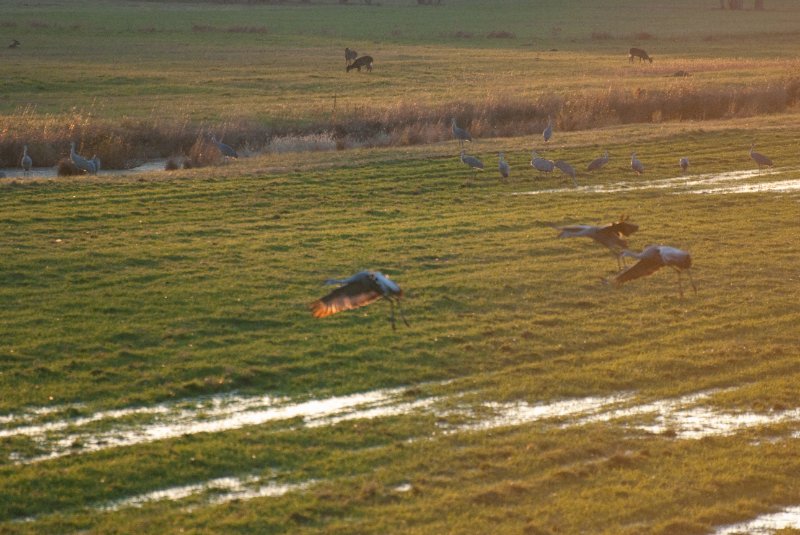 JasperPulaski110109-9838.jpg - Sandhill Cranes twilight flight to Jasper-Pulaski Fish and Wildlife Area