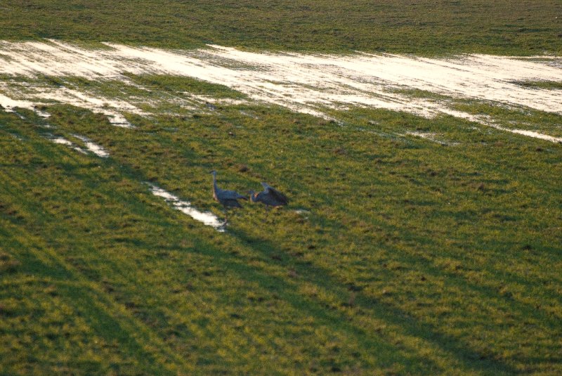 JasperPulaski110109-9840.jpg - Sandhill Cranes twilight flight to Jasper-Pulaski Fish and Wildlife Area