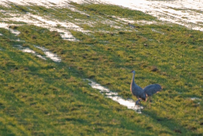 JasperPulaski110109-9841.jpg - Sandhill Cranes twilight flight to Jasper-Pulaski Fish and Wildlife Area