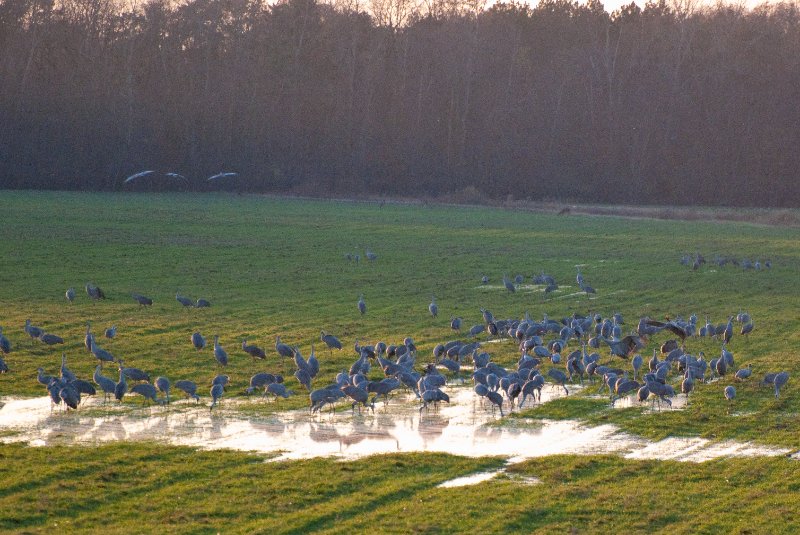 JasperPulaski110109-9842.jpg - Sandhill Cranes twilight flight to Jasper-Pulaski Fish and Wildlife Area