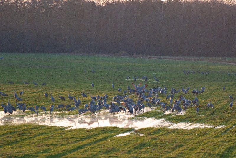 JasperPulaski110109-9843.jpg - Sandhill Cranes twilight flight to Jasper-Pulaski Fish and Wildlife Area