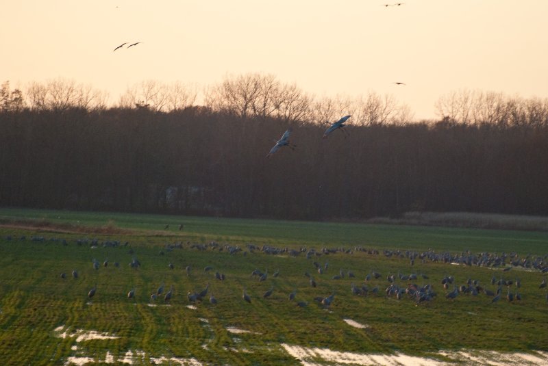 JasperPulaski110109-9844.jpg - Sandhill Cranes twilight flight to Jasper-Pulaski Fish and Wildlife Area