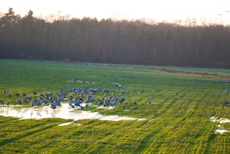 JasperPulaski110109-9846.jpg - Sandhill Cranes twilight flight to Jasper-Pulaski Fish and Wildlife Area