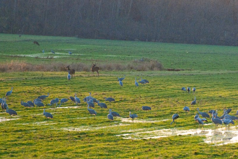 JasperPulaski110109-9848.jpg - Sandhill Cranes twilight flight to Jasper-Pulaski Fish and Wildlife Area