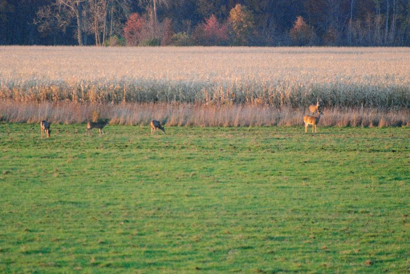 JasperPulaski110109-9849.jpg - Sandhill Cranes twilight flight to Jasper-Pulaski Fish and Wildlife Area