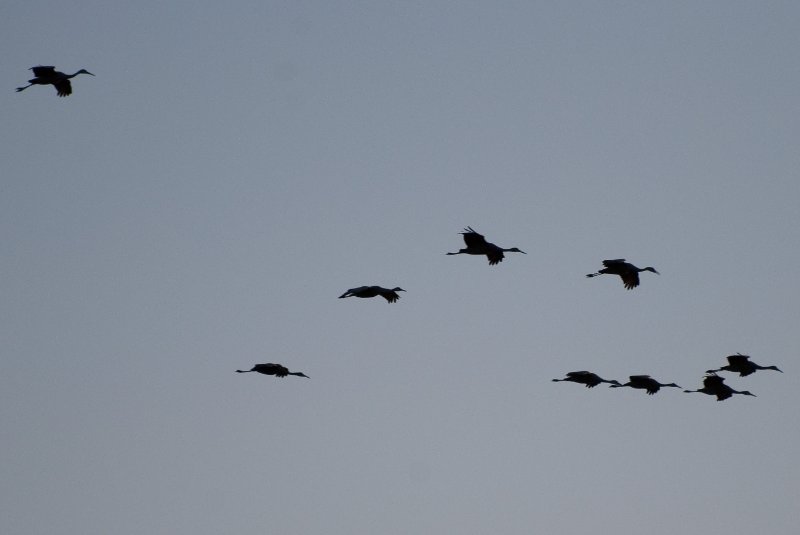 JasperPulaski110109-9850.jpg - Sandhill Cranes twilight flight to Jasper-Pulaski Fish and Wildlife Area