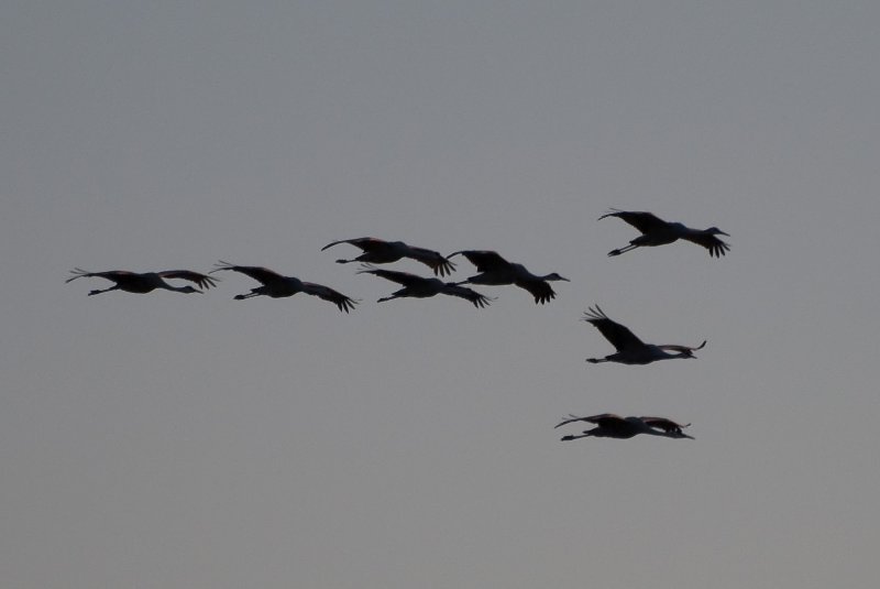 JasperPulaski110109-9851.jpg - Sandhill Cranes twilight flight to Jasper-Pulaski Fish and Wildlife Area