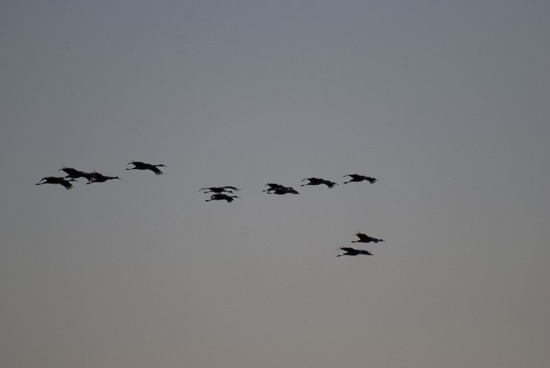 JasperPulaski110109-9852.jpg - Sandhill Cranes twilight flight to Jasper-Pulaski Fish and Wildlife Area