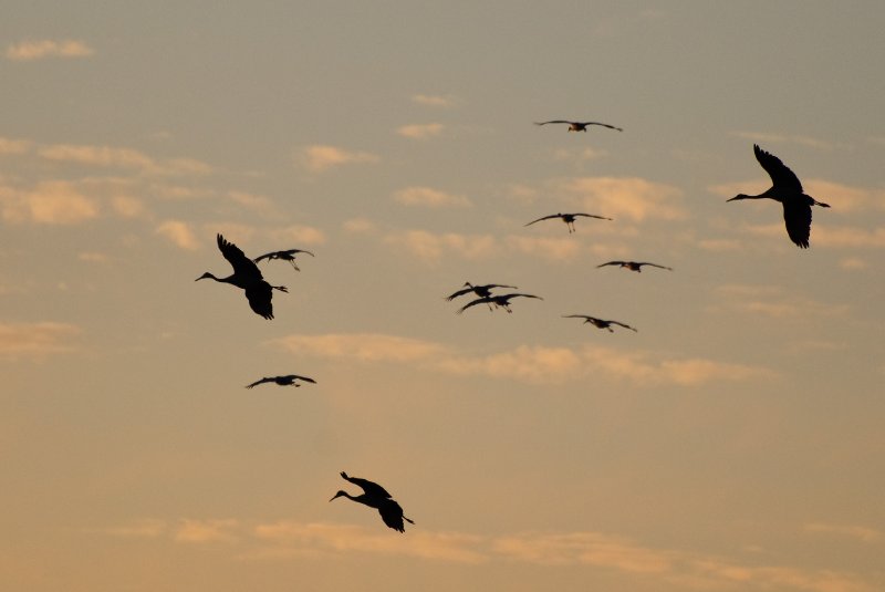 JasperPulaski110109-9853.jpg - Sandhill Cranes twilight flight to Jasper-Pulaski Fish and Wildlife Area