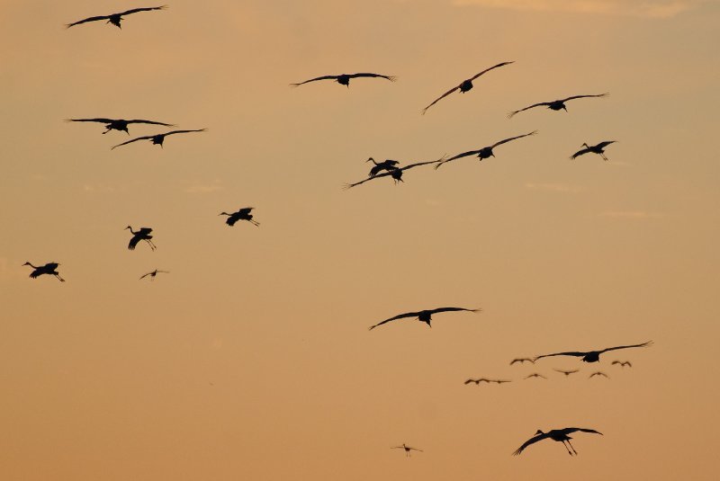 JasperPulaski110109-9854.jpg - Sandhill Cranes twilight flight to Jasper-Pulaski Fish and Wildlife Area