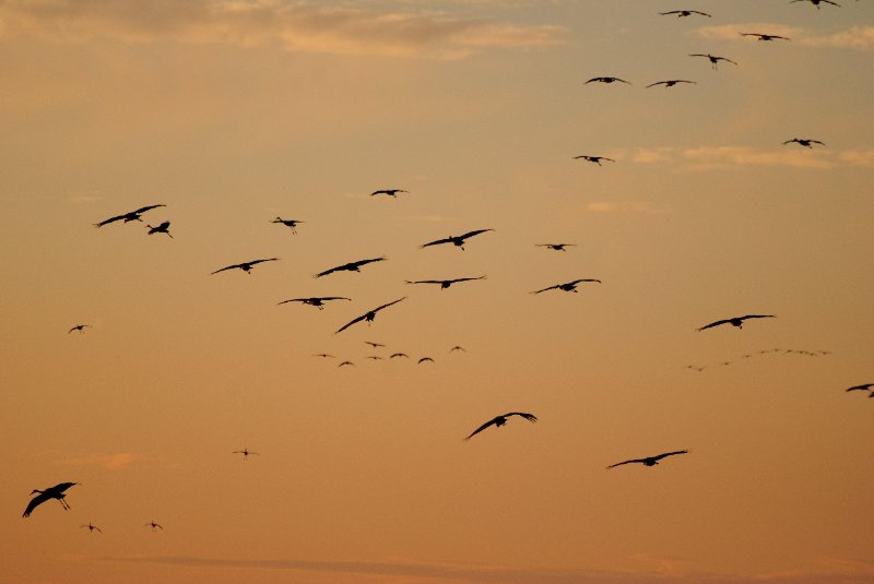 JasperPulaski110109-9855.jpg - Sandhill Cranes twilight flight to Jasper-Pulaski Fish and Wildlife Area