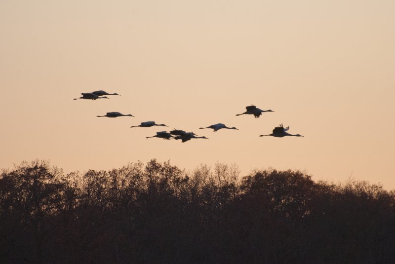 JasperPulaski110109-9856.jpg - Sandhill Cranes twilight flight to Jasper-Pulaski Fish and Wildlife Area