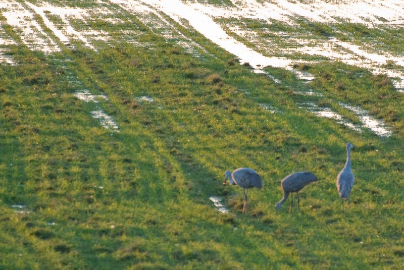 JasperPulaski110109-9857.jpg - Sandhill Cranes twilight flight to Jasper-Pulaski Fish and Wildlife Area