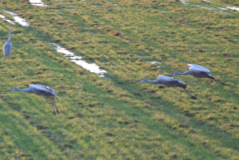 JasperPulaski110109-9858.jpg - Sandhill Cranes twilight flight to Jasper-Pulaski Fish and Wildlife Area