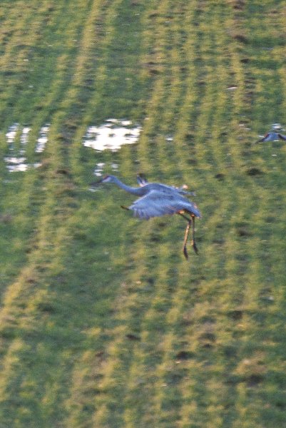 JasperPulaski110109-9859.jpg - Sandhill Cranes twilight flight to Jasper-Pulaski Fish and Wildlife Area