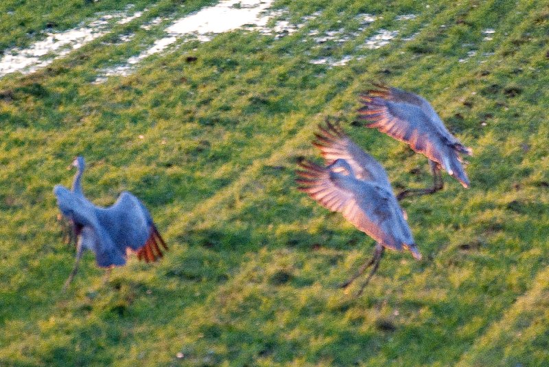 JasperPulaski110109-9860.jpg - Sandhill Cranes twilight flight to Jasper-Pulaski Fish and Wildlife Area