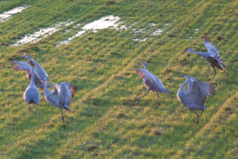 JasperPulaski110109-9861.jpg - Sandhill Cranes twilight flight to Jasper-Pulaski Fish and Wildlife Area