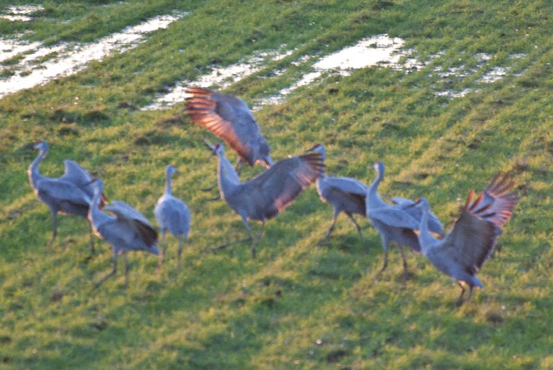 JasperPulaski110109-9862.jpg - Sandhill Cranes twilight flight to Jasper-Pulaski Fish and Wildlife Area