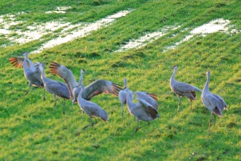 JasperPulaski110109-9863.jpg - Sandhill Cranes twilight flight to Jasper-Pulaski Fish and Wildlife Area