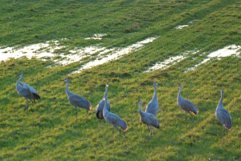 JasperPulaski110109-9864.jpg - Sandhill Cranes twilight flight to Jasper-Pulaski Fish and Wildlife Area