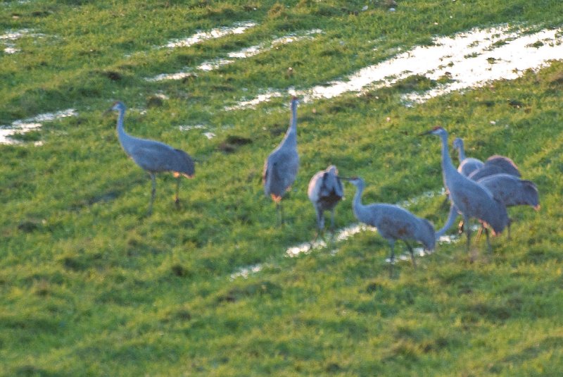 JasperPulaski110109-9865.jpg - Sandhill Cranes twilight flight to Jasper-Pulaski Fish and Wildlife Area