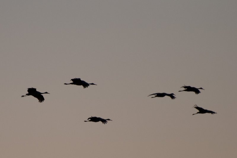 JasperPulaski110109-9866.jpg - Sandhill Cranes twilight flight to Jasper-Pulaski Fish and Wildlife Area